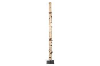 birch trunk w metal plate